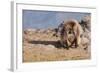 Gelada Baboon (Theropithecus Gelada)-Gabrielle and Michel Therin-Weise-Framed Photographic Print