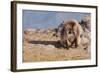 Gelada Baboon (Theropithecus Gelada)-Gabrielle and Michel Therin-Weise-Framed Photographic Print