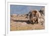 Gelada Baboon (Theropithecus Gelada)-Gabrielle and Michel Therin-Weise-Framed Photographic Print