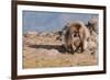 Gelada Baboon (Theropithecus Gelada)-Gabrielle and Michel Therin-Weise-Framed Photographic Print