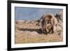 Gelada Baboon (Theropithecus Gelada)-Gabrielle and Michel Therin-Weise-Framed Photographic Print