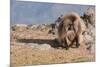 Gelada Baboon (Theropithecus Gelada)-Gabrielle and Michel Therin-Weise-Mounted Photographic Print