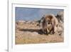 Gelada Baboon (Theropithecus Gelada)-Gabrielle and Michel Therin-Weise-Framed Photographic Print