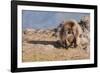 Gelada Baboon (Theropithecus Gelada)-Gabrielle and Michel Therin-Weise-Framed Photographic Print