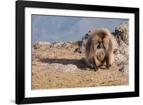 Gelada Baboon (Theropithecus Gelada)-Gabrielle and Michel Therin-Weise-Framed Photographic Print