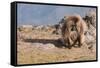 Gelada Baboon (Theropithecus Gelada)-Gabrielle and Michel Therin-Weise-Framed Stretched Canvas