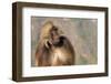 Gelada Baboon (Theropithecus Gelada)-Gabrielle and Michel Therin-Weise-Framed Photographic Print