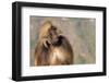 Gelada Baboon (Theropithecus Gelada)-Gabrielle and Michel Therin-Weise-Framed Photographic Print