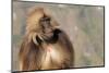 Gelada Baboon (Theropithecus Gelada)-Gabrielle and Michel Therin-Weise-Mounted Photographic Print