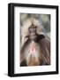 Gelada Baboon (Theropithecus Gelada)-Gabrielle and Michel Therin-Weise-Framed Photographic Print