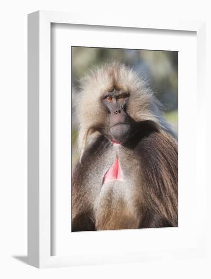 Gelada Baboon (Theropithecus Gelada)-Gabrielle and Michel Therin-Weise-Framed Photographic Print