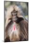 Gelada Baboon (Theropithecus Gelada)-Gabrielle and Michel Therin-Weise-Mounted Photographic Print