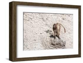 Gelada Baboon (Theropithecus Gelada)-Gabrielle and Michel Therin-Weise-Framed Photographic Print