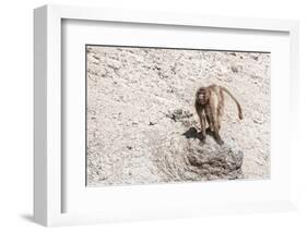 Gelada Baboon (Theropithecus Gelada)-Gabrielle and Michel Therin-Weise-Framed Photographic Print