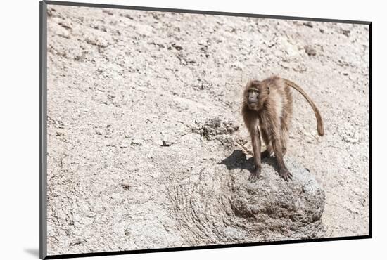 Gelada Baboon (Theropithecus Gelada)-Gabrielle and Michel Therin-Weise-Mounted Photographic Print