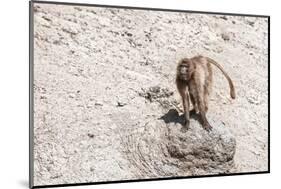 Gelada Baboon (Theropithecus Gelada)-Gabrielle and Michel Therin-Weise-Mounted Photographic Print