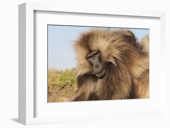 Gelada Baboon (Theropithecus Gelada)-Gabrielle and Michel Therin-Weise-Framed Photographic Print