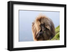 Gelada Baboon (Theropithecus Gelada)-Gabrielle and Michel Therin-Weise-Framed Photographic Print