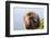 Gelada Baboon (Theropithecus Gelada)-Gabrielle and Michel Therin-Weise-Framed Photographic Print