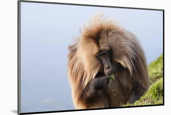 Gelada Baboon (Theropithecus Gelada)-Gabrielle and Michel Therin-Weise-Mounted Photographic Print