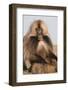 Gelada Baboon (Theropithecus Gelada)-Gabrielle and Michel Therin-Weise-Framed Photographic Print