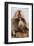 Gelada Baboon (Theropithecus Gelada)-Gabrielle and Michel Therin-Weise-Framed Photographic Print