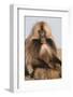 Gelada Baboon (Theropithecus Gelada)-Gabrielle and Michel Therin-Weise-Framed Photographic Print