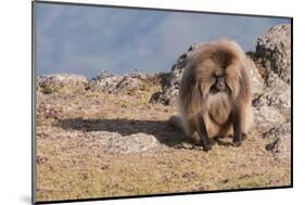 Gelada Baboon (Theropithecus Gelada)-Gabrielle and Michel Therin-Weise-Mounted Photographic Print