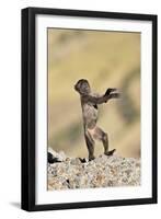 Gelada Baboon Young Standing on Hind Legs-null-Framed Photographic Print