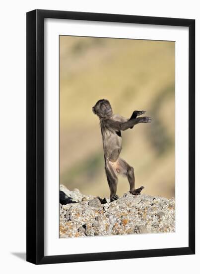 Gelada Baboon Young Standing on Hind Legs-null-Framed Photographic Print