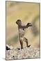 Gelada Baboon Young Standing on Hind Legs-null-Mounted Photographic Print