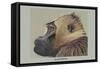 Gelada Baboon-Louis Agassiz Fuertes-Framed Stretched Canvas