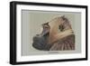 Gelada Baboon-Louis Agassiz Fuertes-Framed Art Print