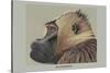 Gelada Baboon-Louis Agassiz Fuertes-Stretched Canvas