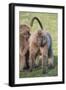 Gelada Baboons (Theropithecus Gelada) Grooming Each Other-Gabrielle and Michael Therin-Weise-Framed Premium Photographic Print