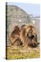 Gelada Baboons (Theropithecus Gelada) Grooming Each Other-Gabrielle and Michel Therin-Weise-Stretched Canvas