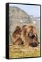 Gelada Baboons (Theropithecus Gelada) Grooming Each Other-Gabrielle and Michel Therin-Weise-Framed Stretched Canvas