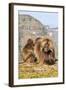 Gelada Baboons (Theropithecus Gelada) Grooming Each Other-Gabrielle and Michel Therin-Weise-Framed Photographic Print