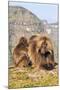 Gelada Baboons (Theropithecus Gelada) Grooming Each Other-Gabrielle and Michel Therin-Weise-Mounted Photographic Print