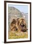 Gelada Baboons (Theropithecus Gelada) Grooming Each Other-Gabrielle and Michel Therin-Weise-Framed Photographic Print