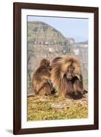 Gelada Baboons (Theropithecus Gelada) Grooming Each Other-Gabrielle and Michel Therin-Weise-Framed Photographic Print