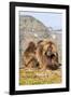 Gelada Baboons (Theropithecus Gelada) Grooming Each Other-Gabrielle and Michel Therin-Weise-Framed Photographic Print