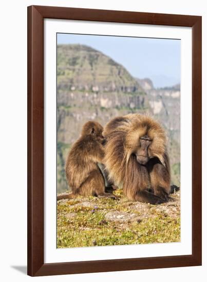 Gelada Baboons (Theropithecus Gelada) Grooming Each Other-Gabrielle and Michel Therin-Weise-Framed Photographic Print