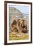 Gelada Baboons (Theropithecus Gelada) Grooming Each Other-Gabrielle and Michel Therin-Weise-Framed Photographic Print