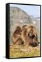 Gelada Baboons (Theropithecus Gelada) Grooming Each Other-Gabrielle and Michel Therin-Weise-Framed Stretched Canvas