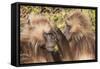 Gelada Baboons (Theropithecus Gelada) Grooming Each Other-Gabrielle and Michel Therin-Weise-Framed Stretched Canvas