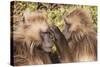 Gelada Baboons (Theropithecus Gelada) Grooming Each Other-Gabrielle and Michel Therin-Weise-Stretched Canvas