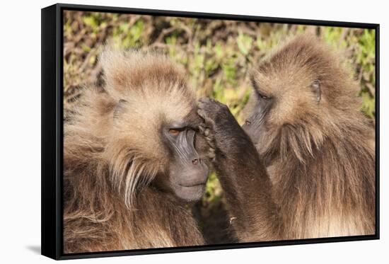 Gelada Baboons (Theropithecus Gelada) Grooming Each Other-Gabrielle and Michel Therin-Weise-Framed Stretched Canvas