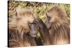 Gelada Baboons (Theropithecus Gelada) Grooming Each Other-Gabrielle and Michel Therin-Weise-Stretched Canvas