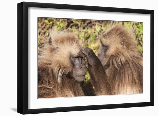 Gelada Baboons (Theropithecus Gelada) Grooming Each Other-Gabrielle and Michel Therin-Weise-Framed Photographic Print